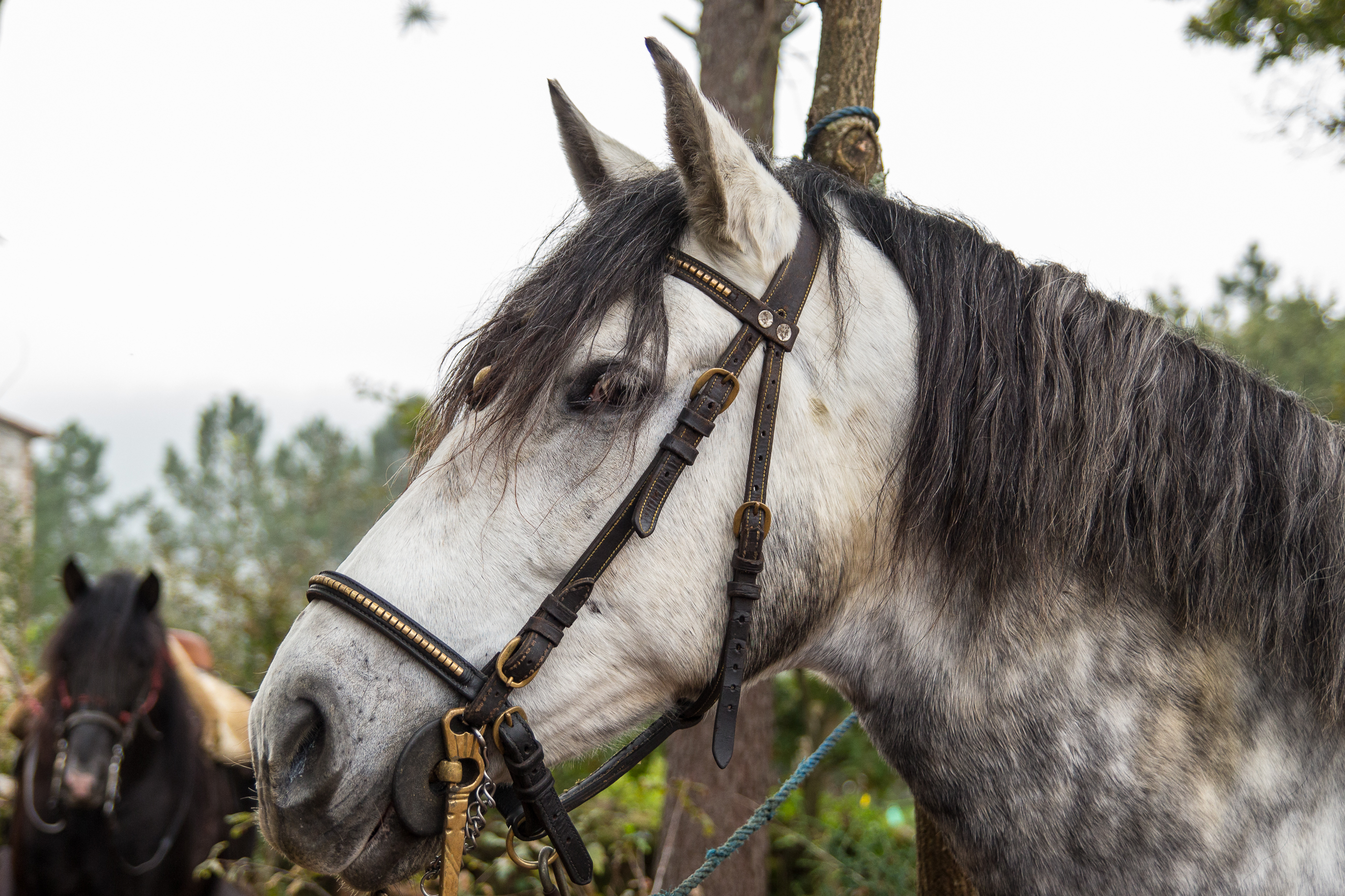 feira do san martiño
