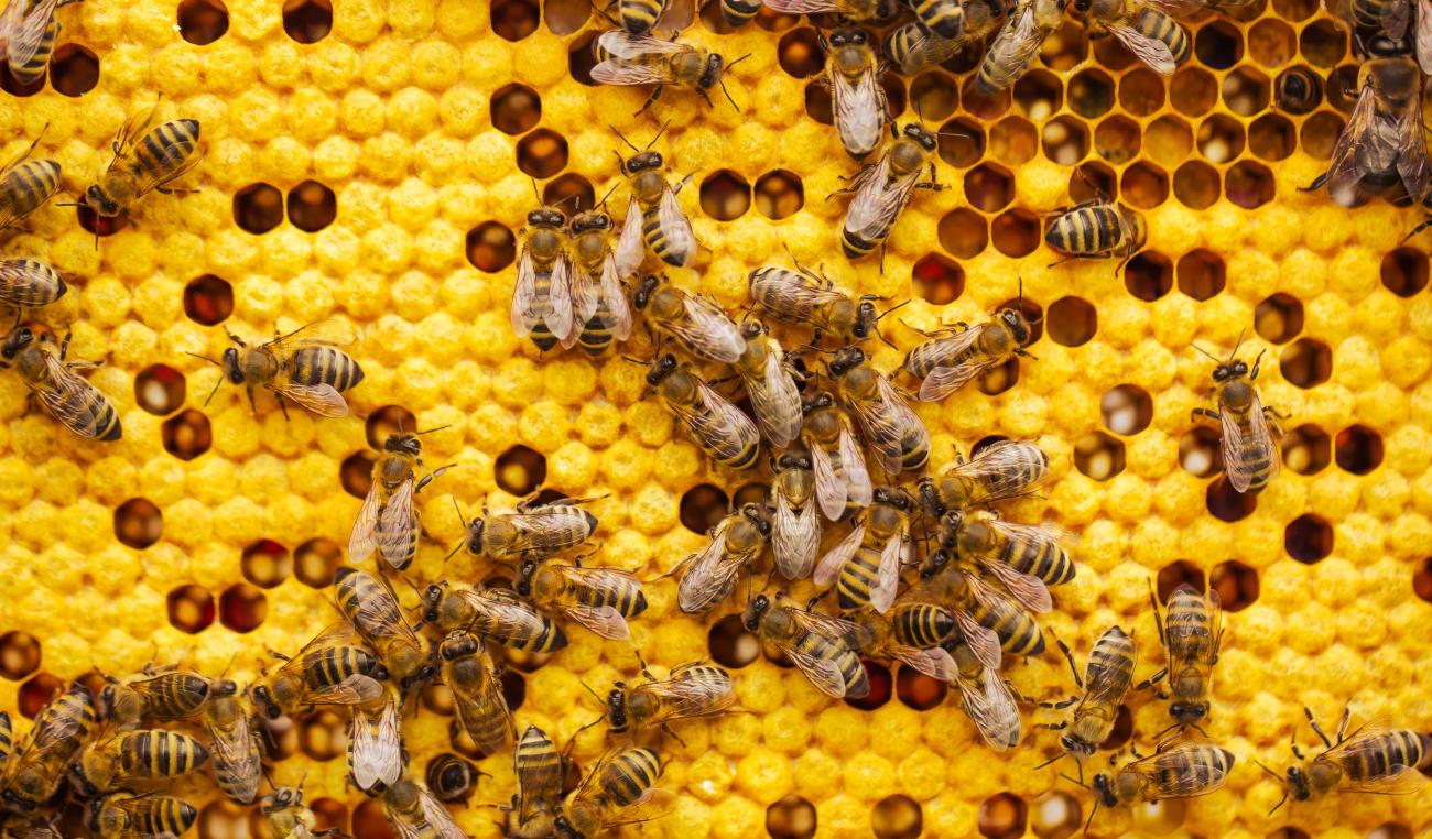 curso apicultura