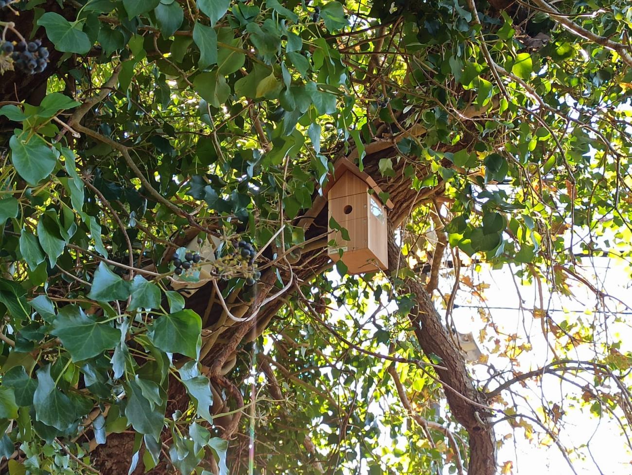 caixa niño na Tomada