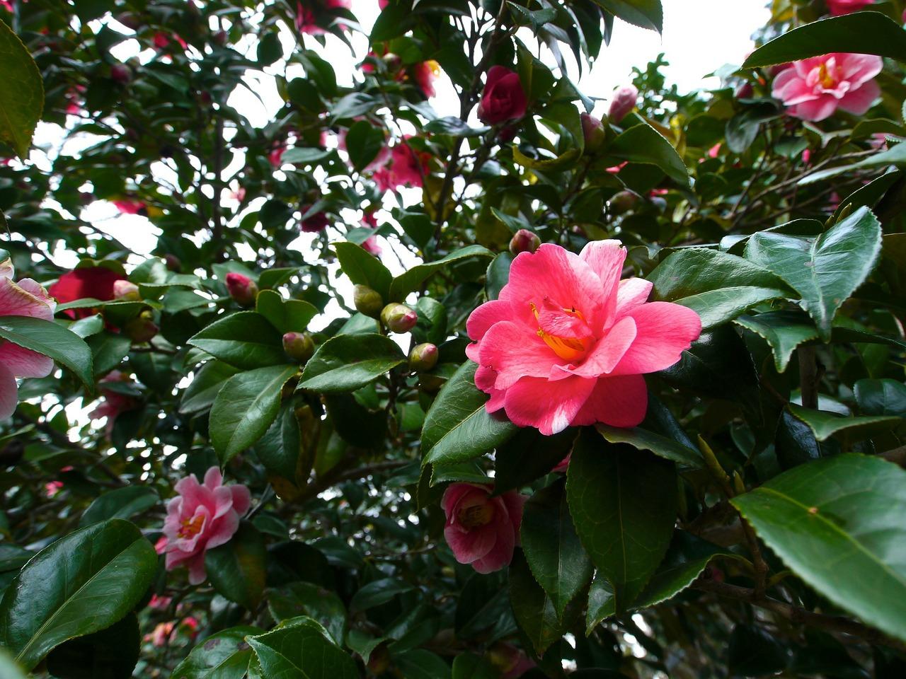 camelias