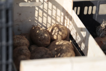 Mercado alimento labrego