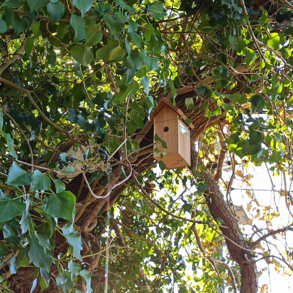 caixa niño na Tomada