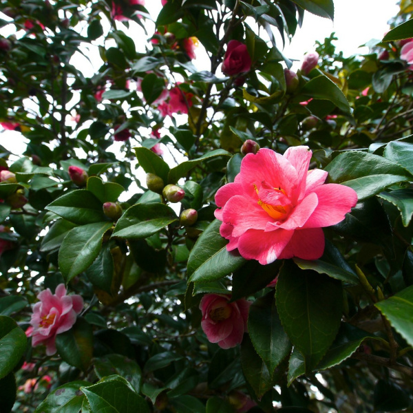 camelias